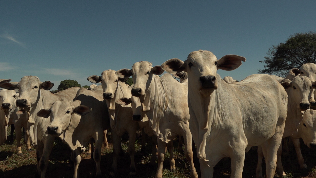 Calor e Umidade Elevam Infestações de Moscas-dos-Chifres e Causam Prejuízos à Pecuária Brasileira