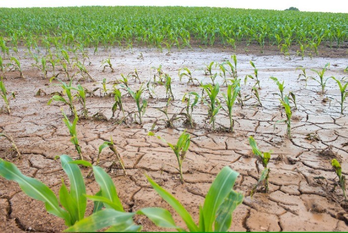 Erosão e Sustentabilidade no Cerrado: Um Desafio para a Agricultura Brasileira