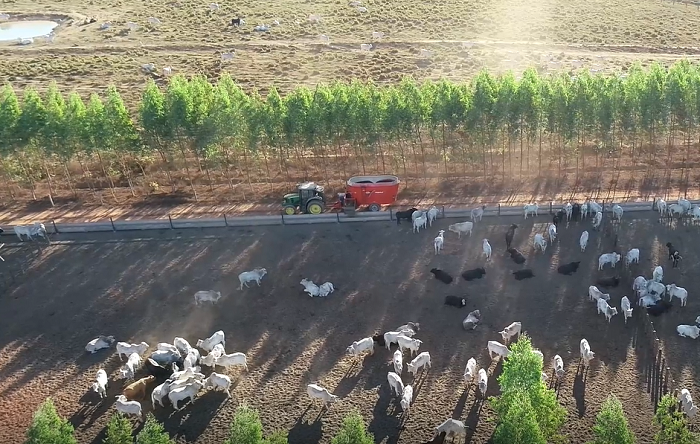 Estratégias de Manejo do Rebanho: Superando os Desafios da Transição das Estações