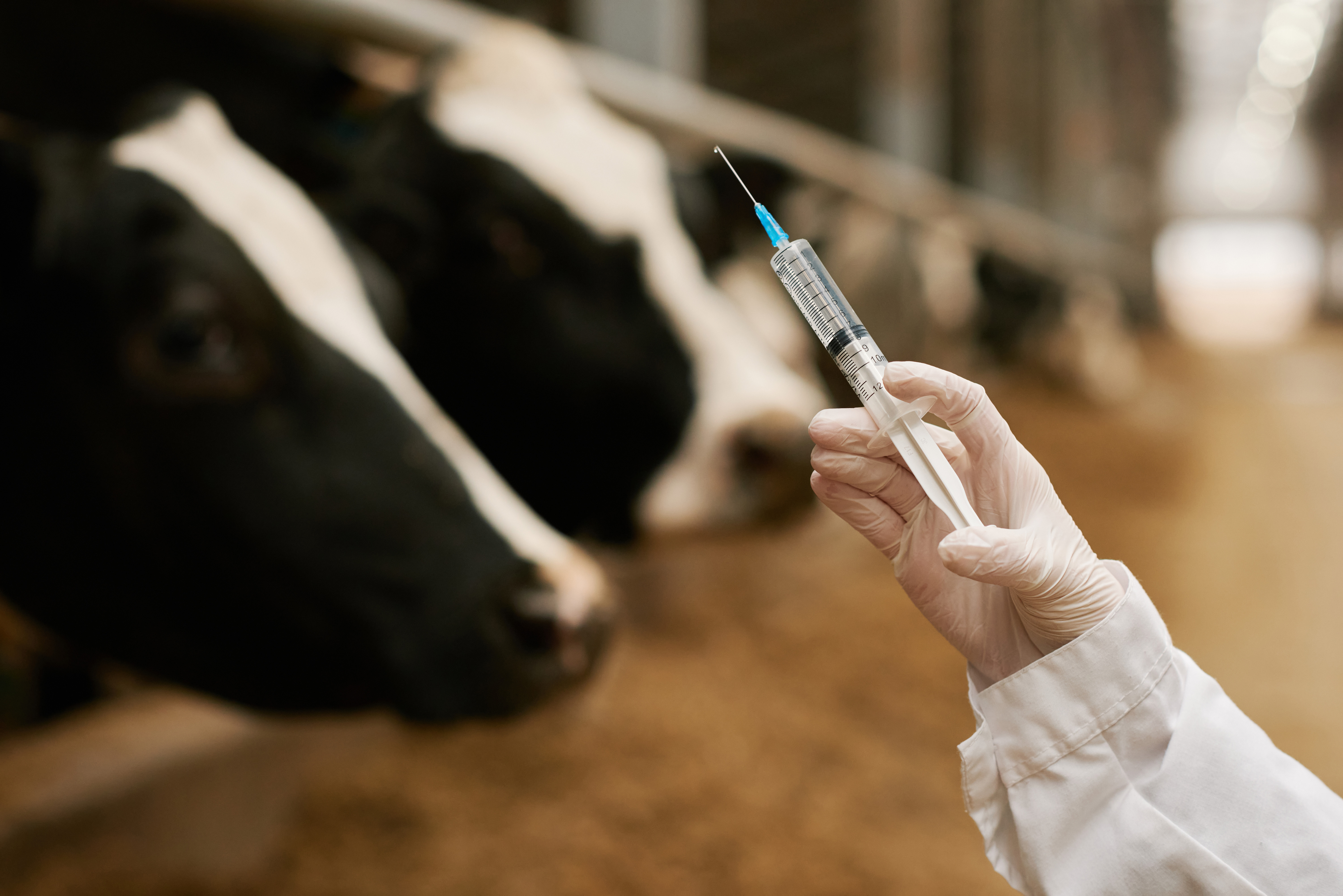 Gestão Sanitária do Gado: A Importância de uma Farmácia Rural Eficiente