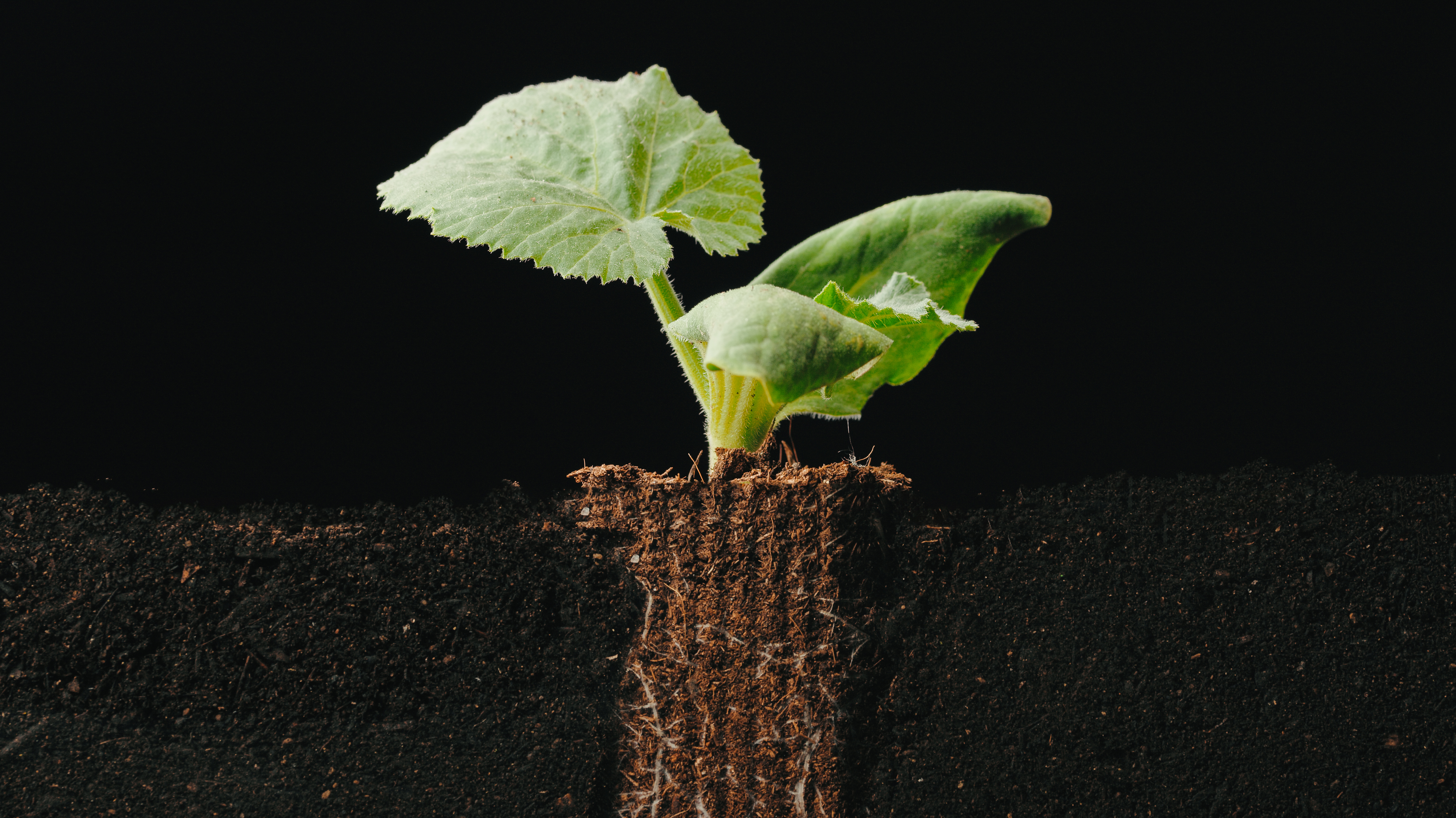 Microbioma do solo, sanidade e produtividade das culturas