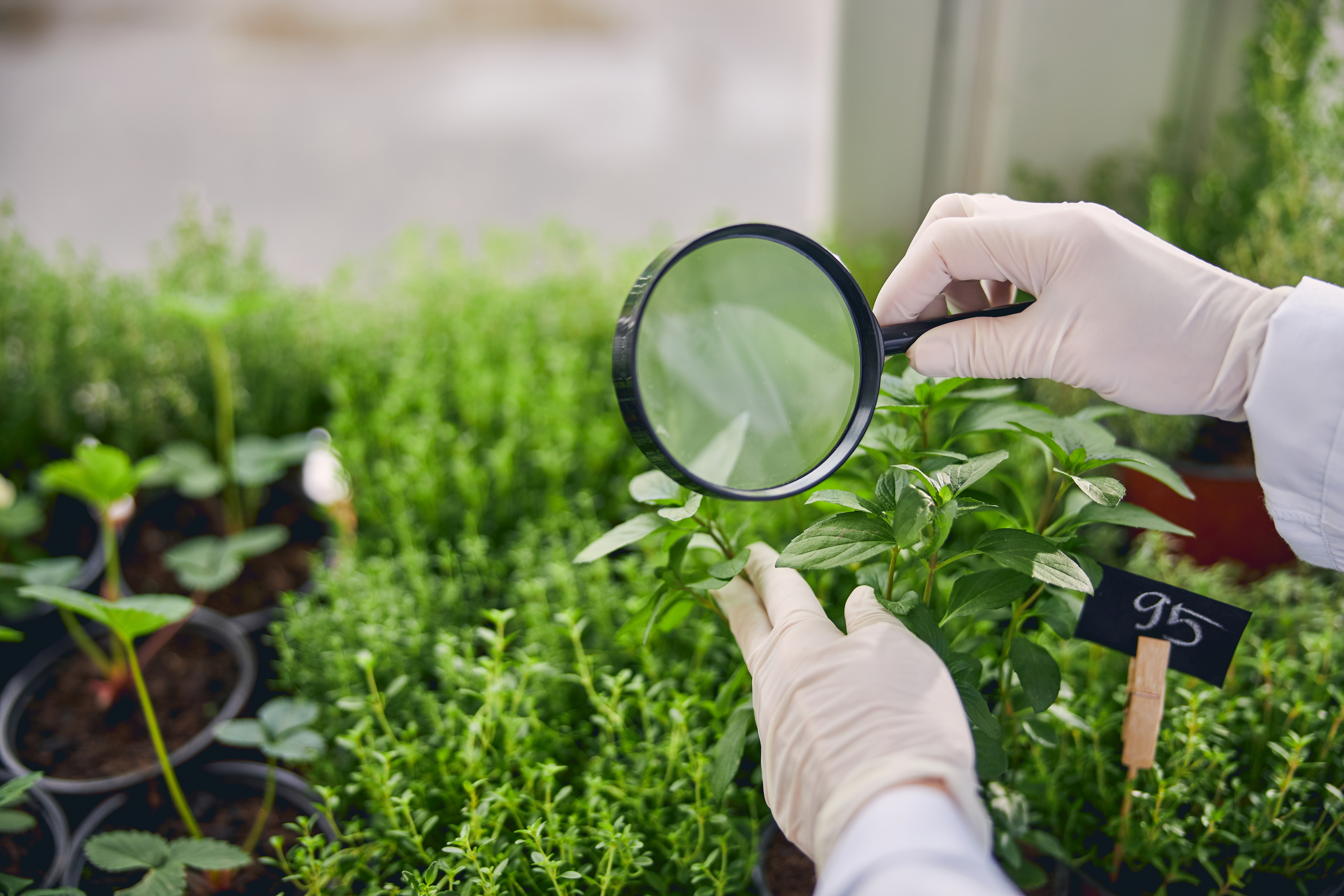 Ministério da Agricultura promove palestras sobre bioinsumos e pecuária sustentável na COP 29