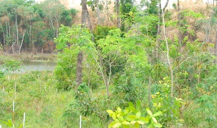 Florestas restauradas elevam produtividade em até 10 sacas de soja por hectare