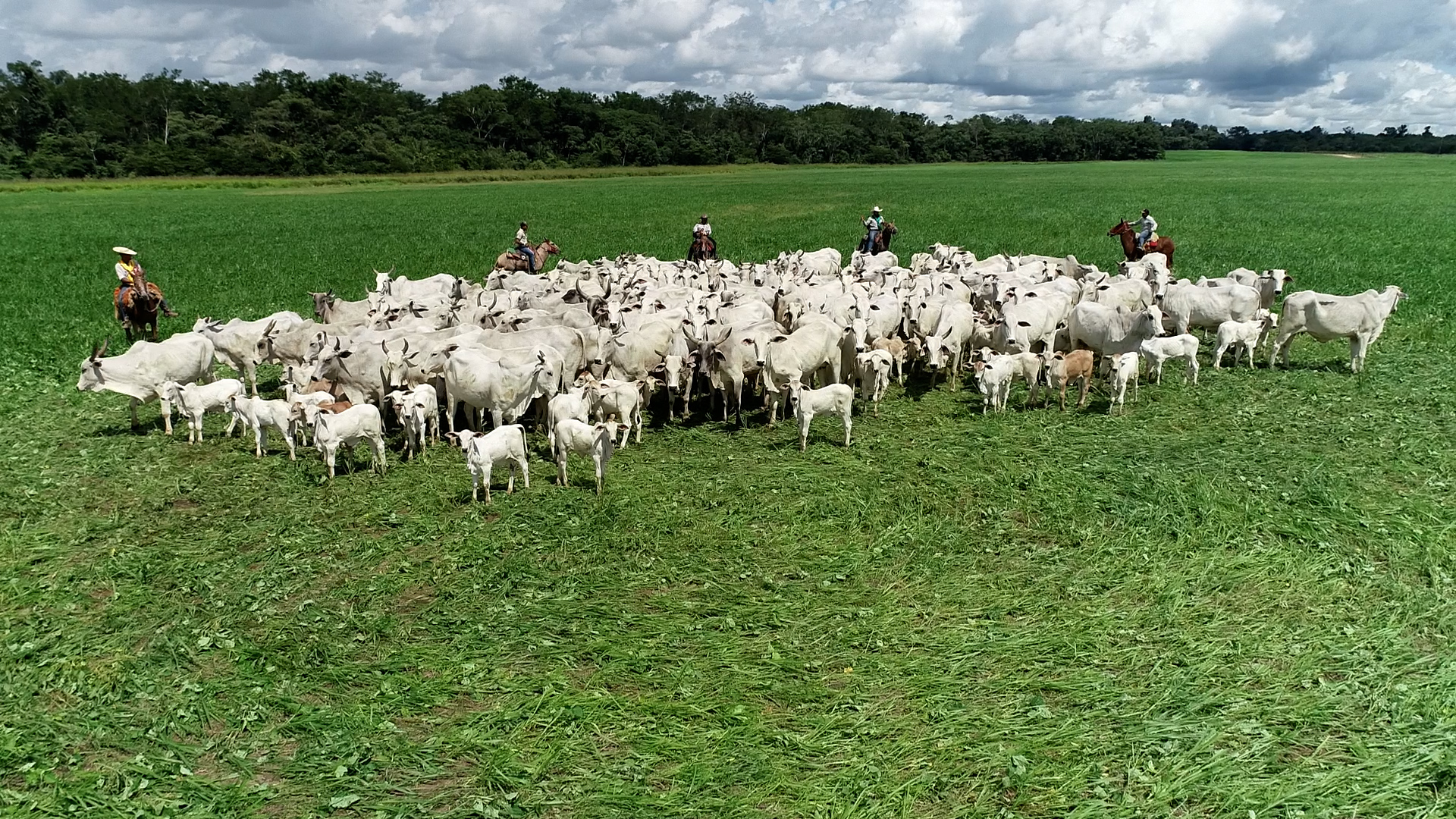 Entenda os principais pontos da proposta de rastreabilidade bovina entregue ao Mapa