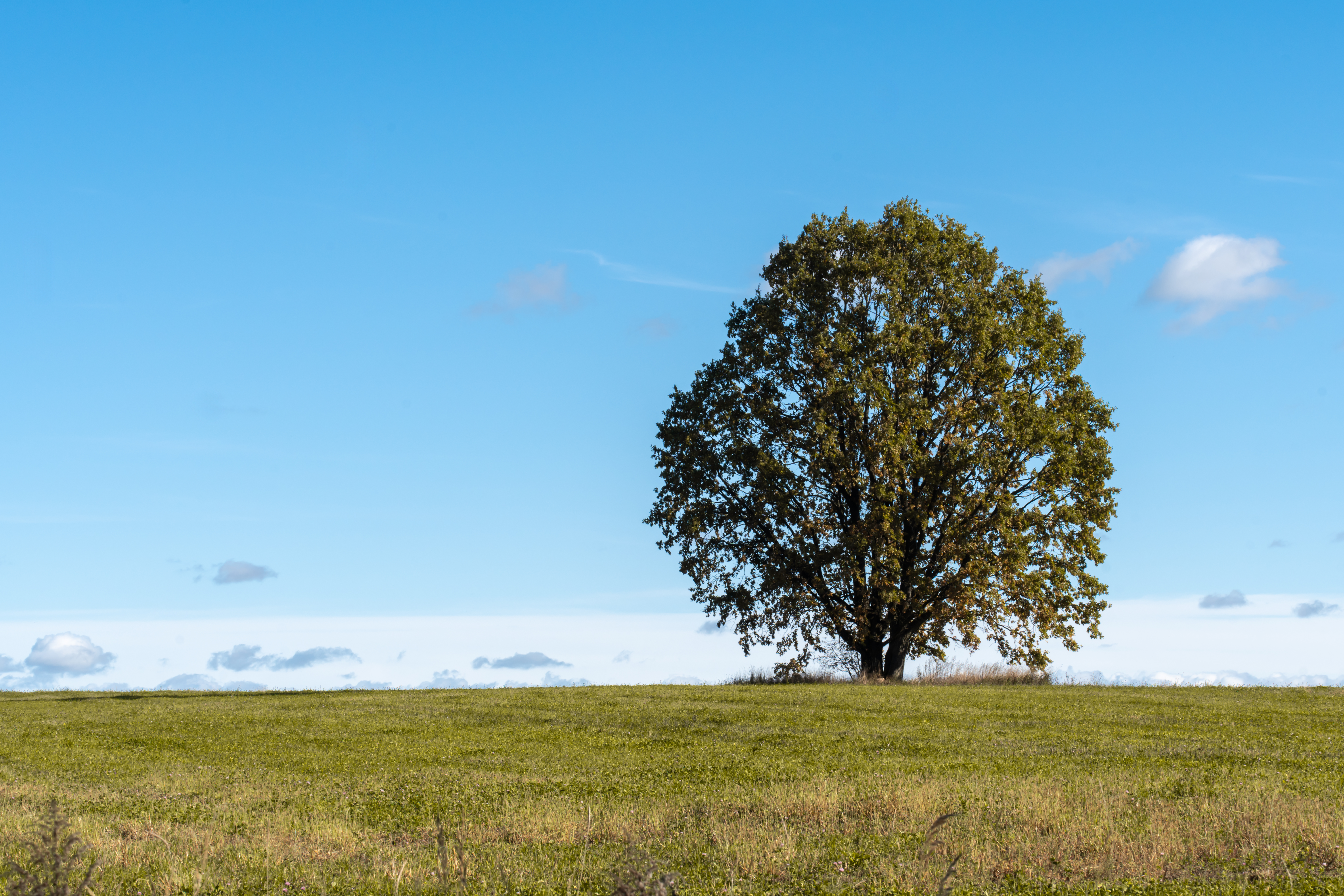 Área com seguro rural no Brasil é de apenas 6 milhões de hectares, diz CNseg