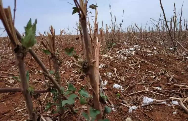 Fundação Rio Verde orienta sobre o fim do vazio sanitário do algodão