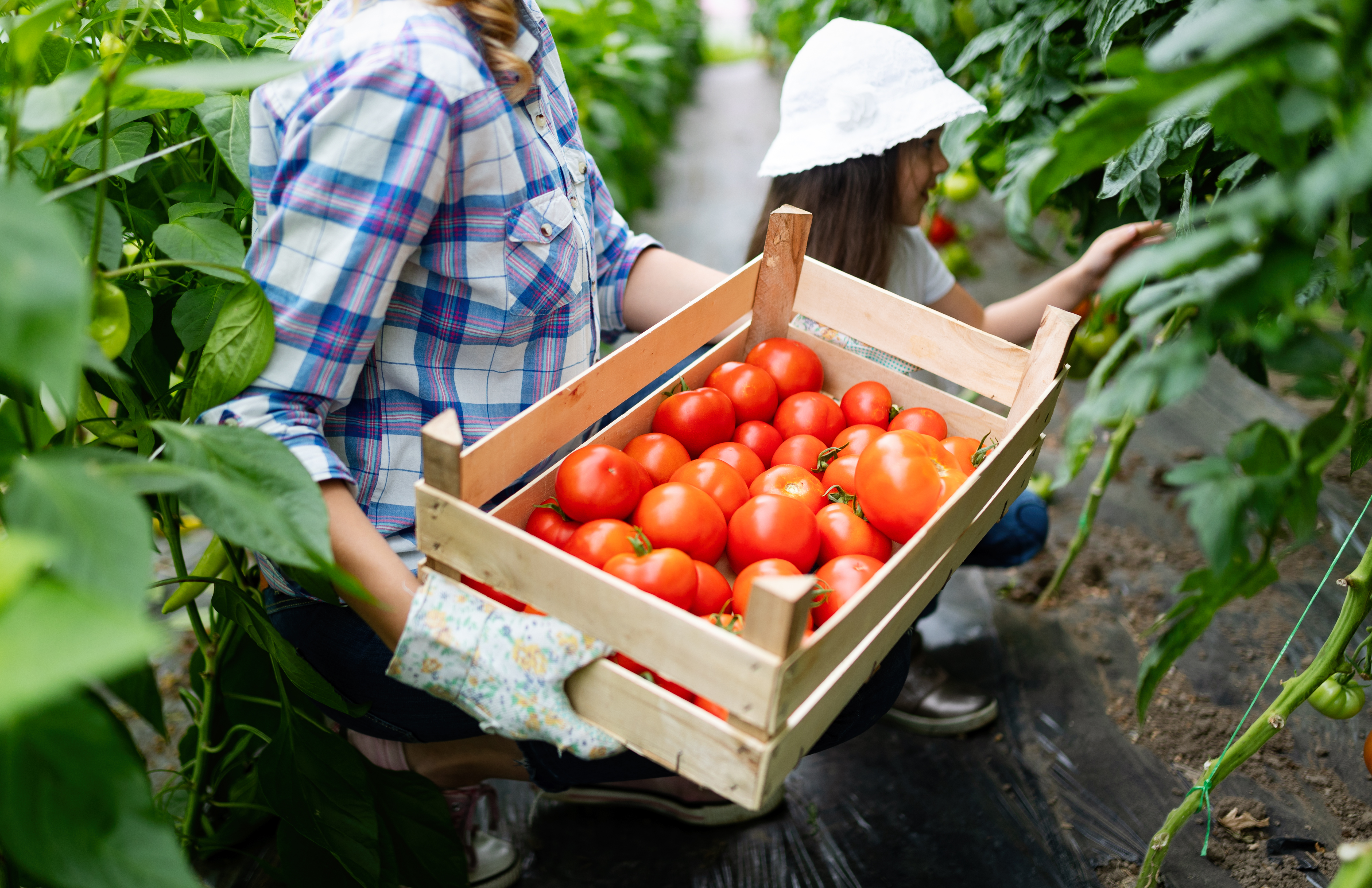 Desenrola Rural: Nova Proposta Auxilia na Renegociação de Dívidas de Pequenos Produtores Rurais