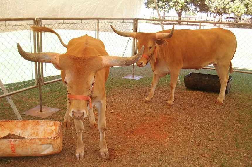 Sancionada lei que regulamenta clonagem e material genético animal no Brasil