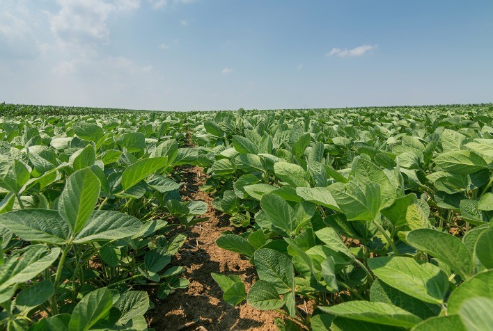 Cresce o Uso de Bioinsumos no Combate a Doenças Foliares, Aliando Sustentabilidade e Eficiência