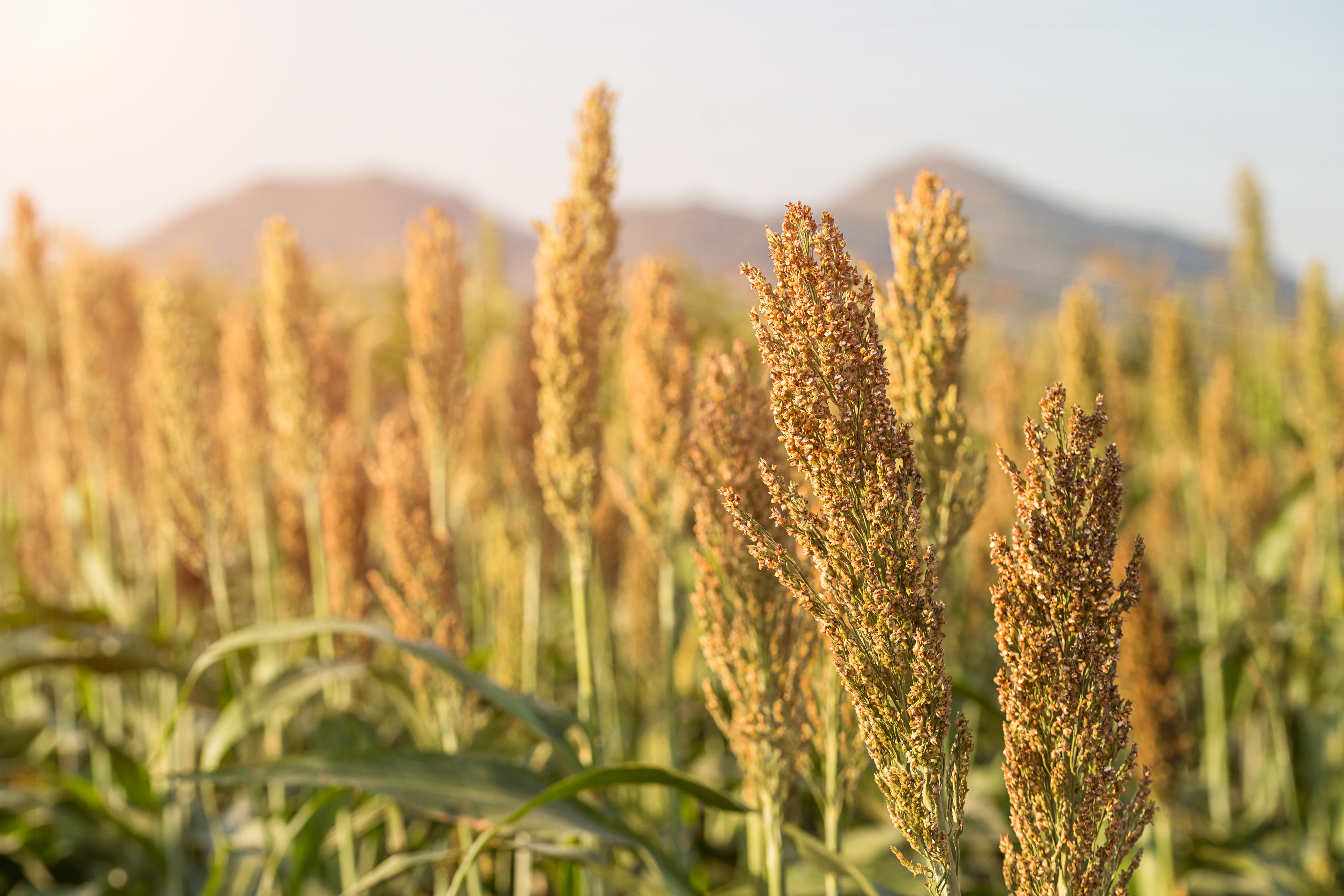 Sorgo Granífero: Potencial Econômico e Inovações Tecnológicas Impulsionam Expansão no Brasil