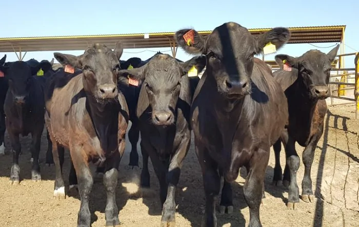 Programa utiliza genética de corte para aumentar rentabilidade de produtores de leite do Brasil