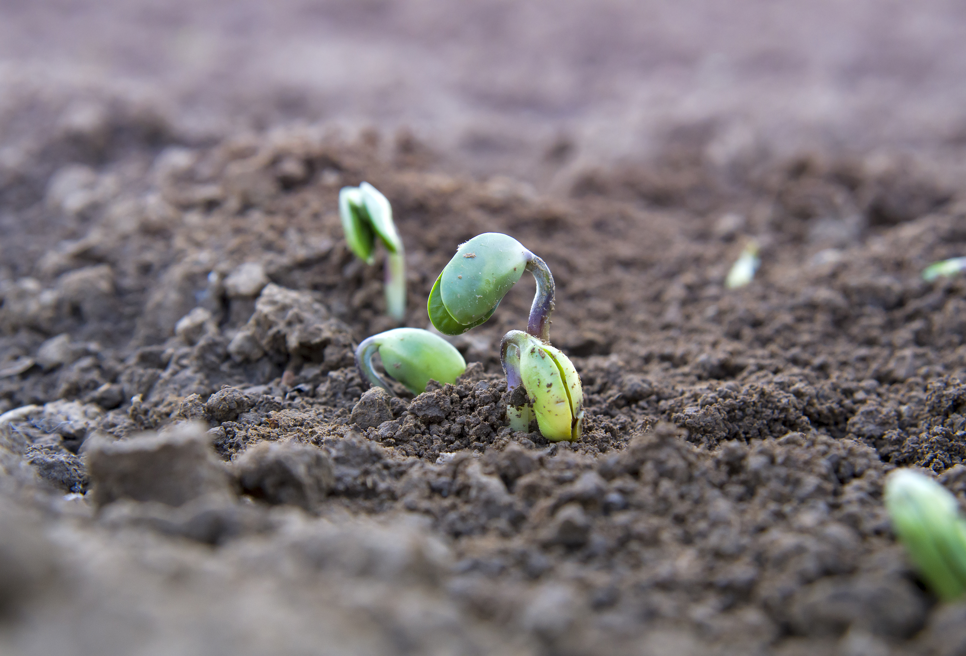 Preservação do solo é estratégia de fertilização