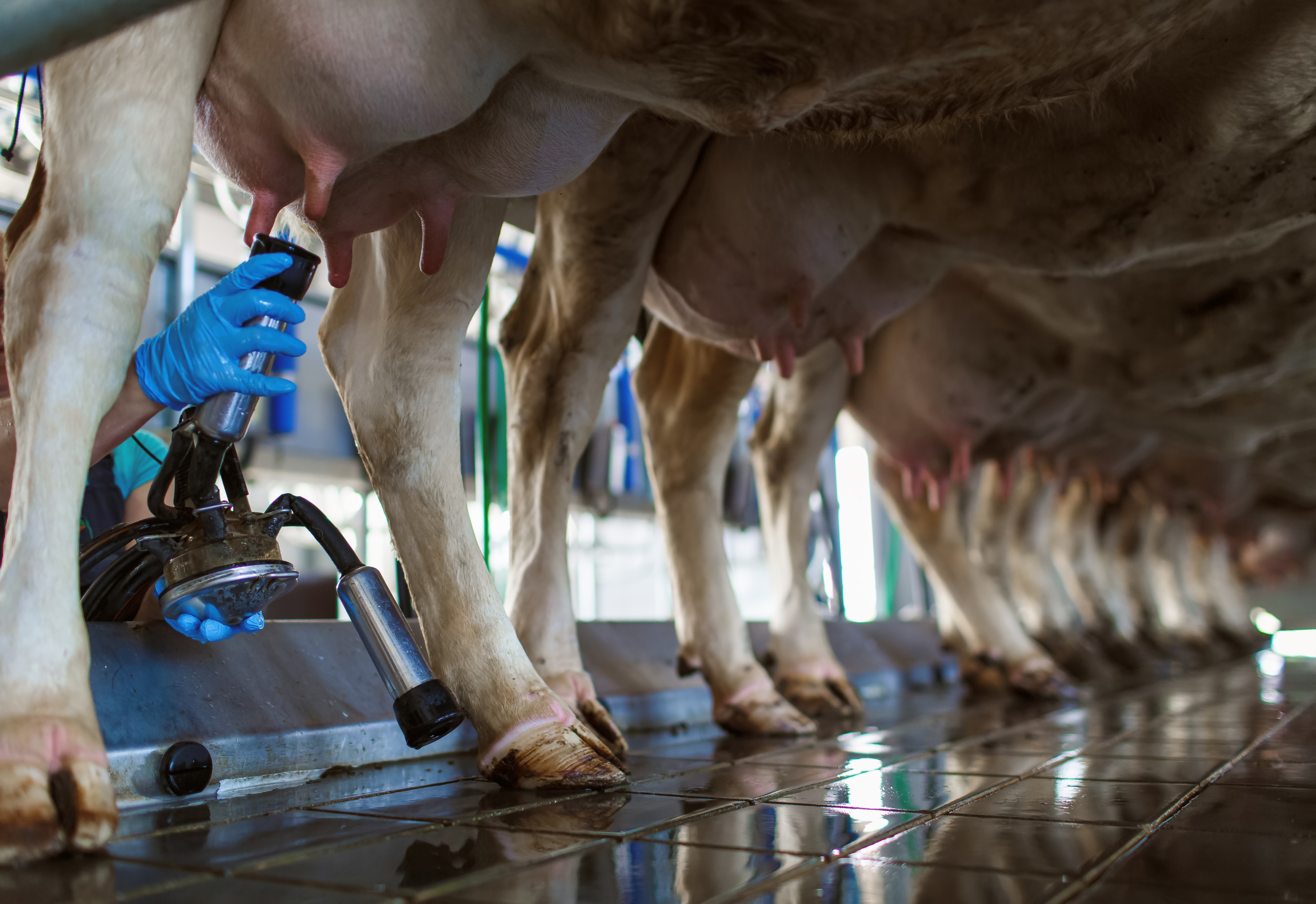 Mastite na Produção Leiteira: Prevenção, Diagnóstico e Tratamento Eficaz