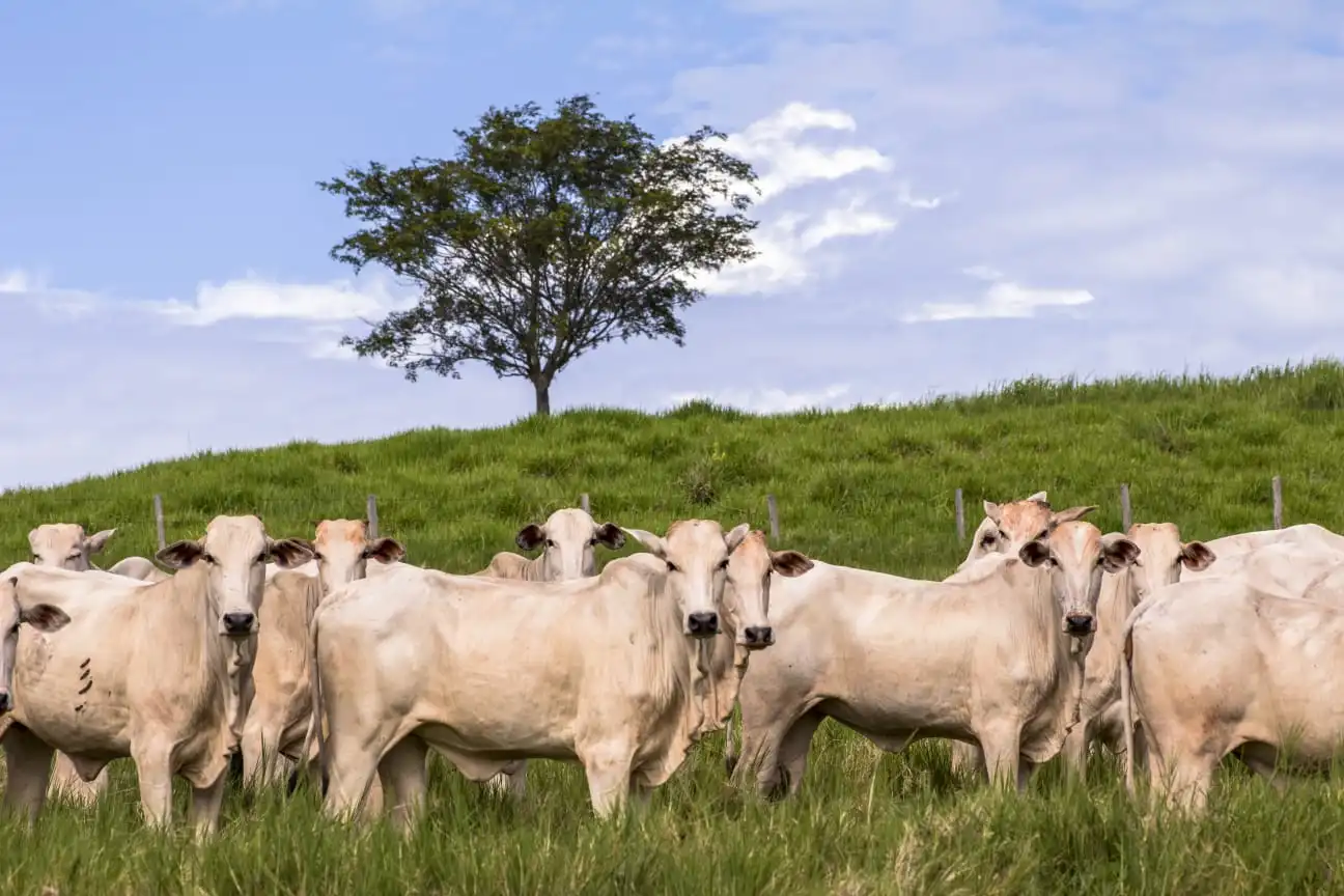 Febre aftosa ressurge na Alemanha e põe Brasil em alerta