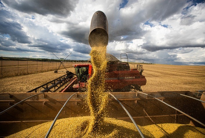 Colheita de Soja em Mato Grosso Avança Lentamente em Meio a Atrasos na Semeadura