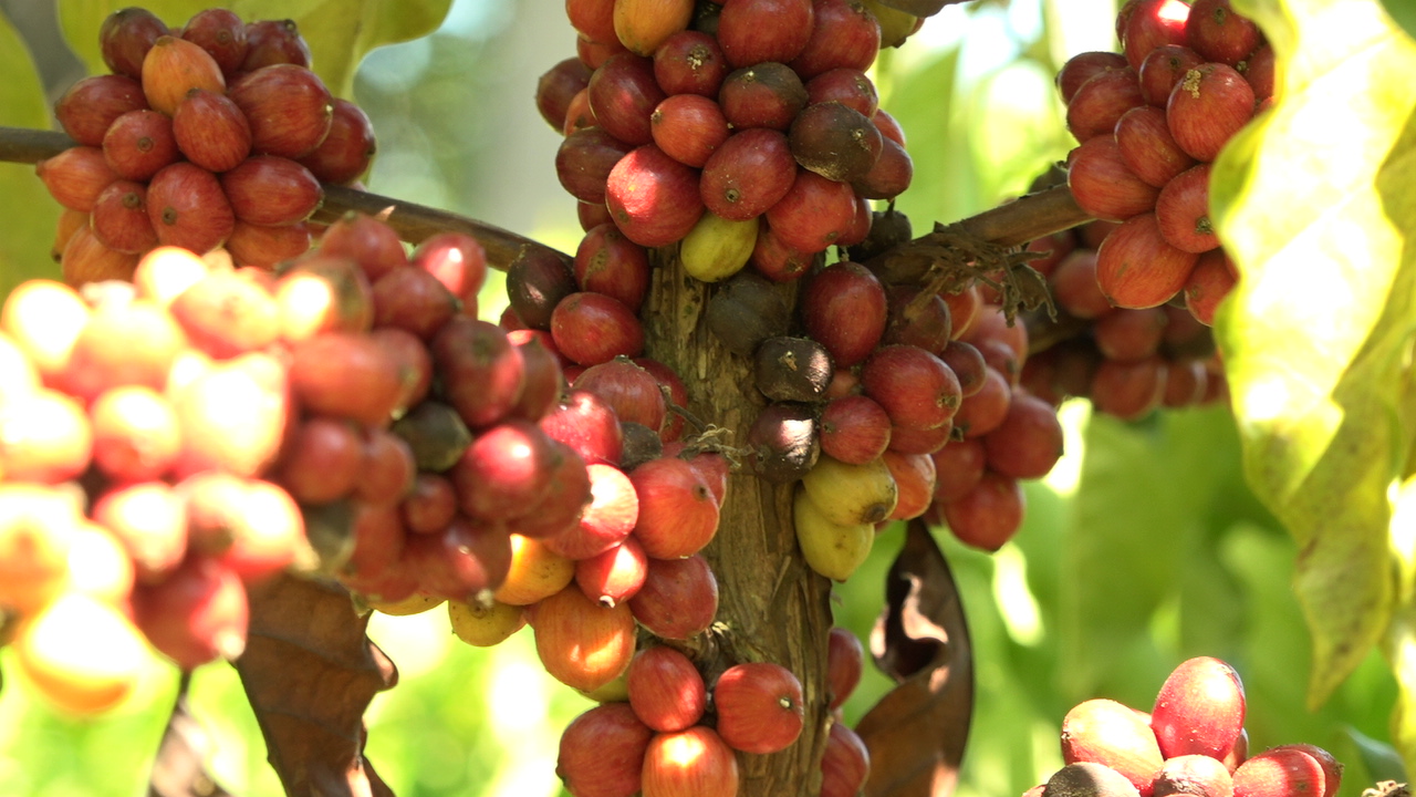 Chuvas impulsionam manejo de cafezais, mas excesso preocupa produtores na Zona da Mata