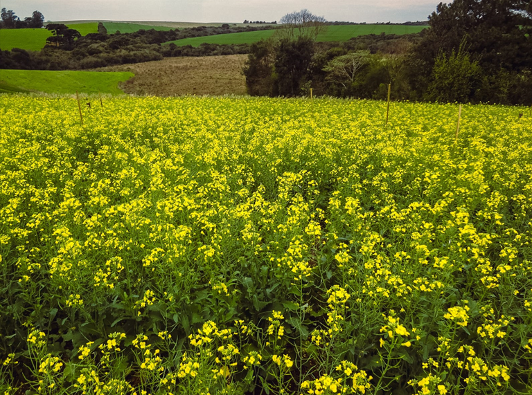 Atualização do Zoneamento Agrícola de Risco Climático para a cultura da canola pode dar um novo impulso ao cultivo dessa oleaginosa no Brasil