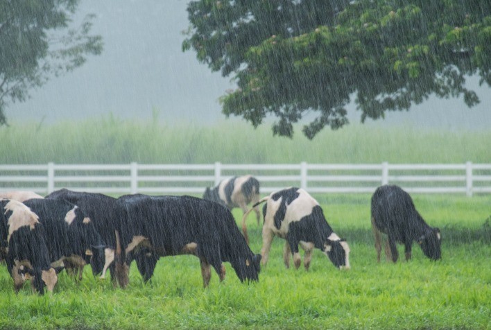 Cuidados Essenciais para a Sanidade das Vacas no Período das Águas