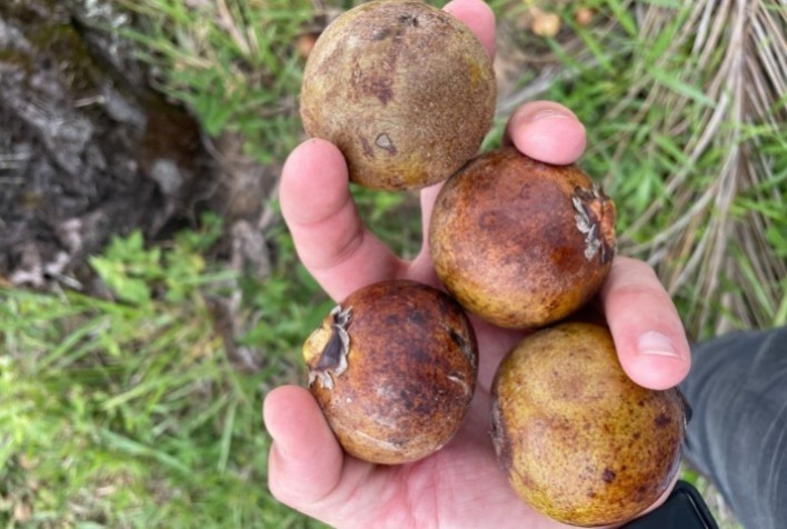 Macaúba desponta como alternativa sustentável para produção de biodiesel