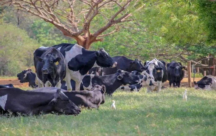 Saiba quais as doenças mais comuns entre animais da fazenda e como tratá-las