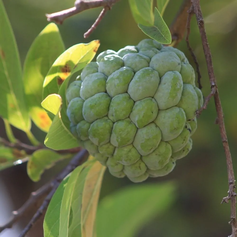 Substâncias da folha da fruta-do-conde têm potencial analgésico, revela estudo