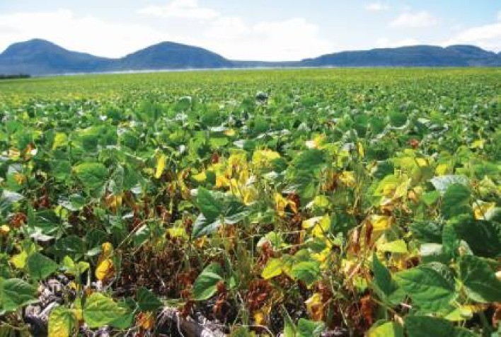 Impacto da Murcha de Fusarium na Colheita de Feijão: Desafios e Estratégias de Controle