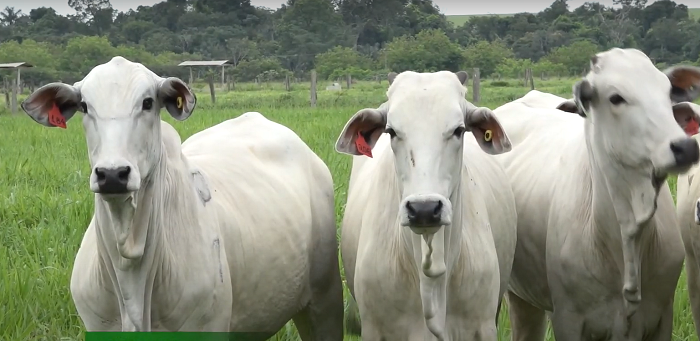 Mato Grosso registra recorde histórico de abates de bovinos em 2024