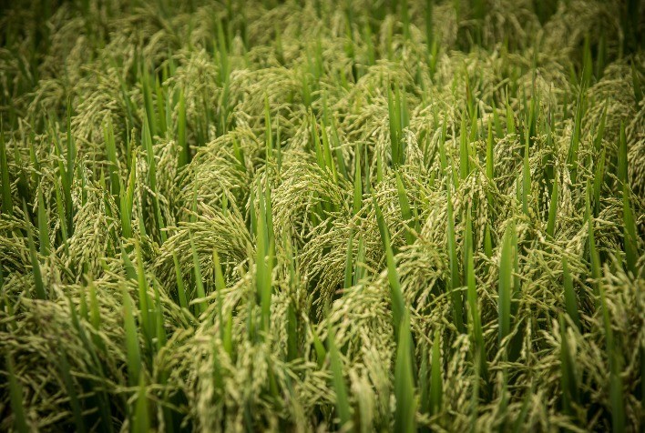 O Arroz: Um Prato Tradicional que Une Culturas ao Redor do Mundo