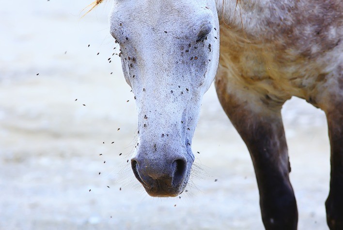 Encefalomielite Equina: Ameaça Silenciosa Transmitida por Mosquitos