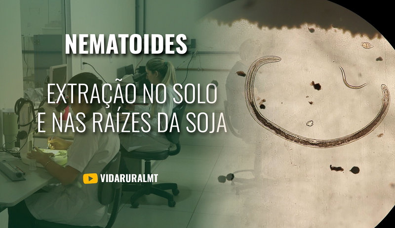 COMO IDENTIFICAR NEMATOIDES NO SOLO E NAS RAÍZES DA SOJA