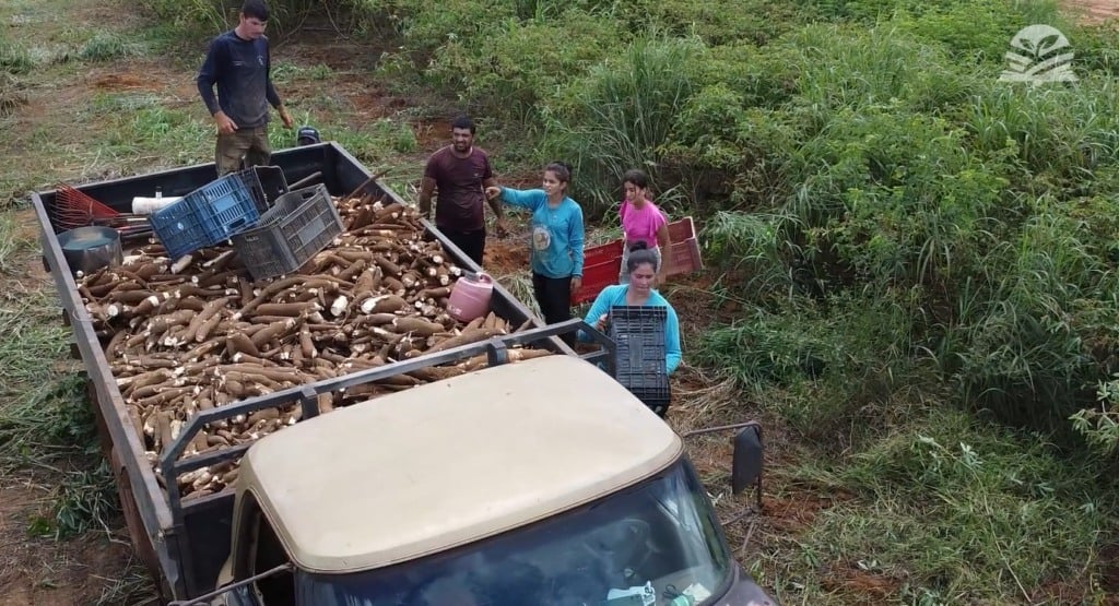 Mandioca ganha viabilidade e conquista espaço em áreas de soja em Mato Grosso