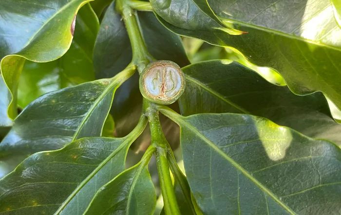 Granação influencia no rendimento da lavoura cafeeira