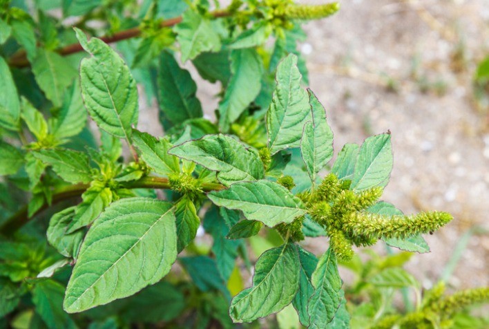 Agrodefesa redobra vigilância para evitar a entrada da praga Amaranthus palmeri em Goiás