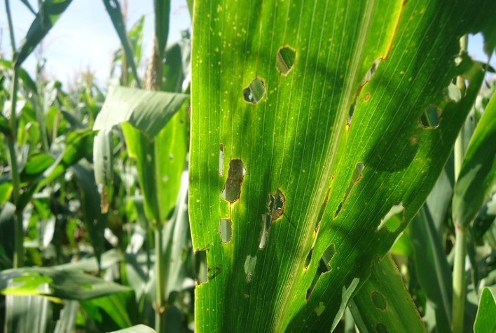 Restrições a defensivos químicos ameaçam produção agrícola na Europa, alerta especialista