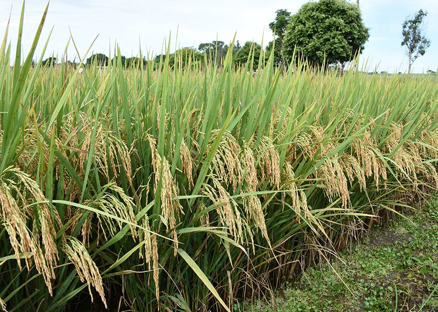 Sabia que o arroz também é usado na construção civil e em cosméticos?