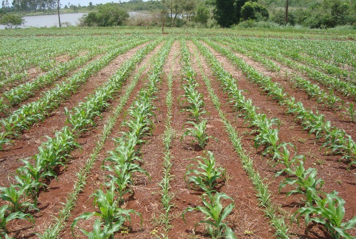 Proteção do Solo na Safrinha: Estratégia Crucial para a Sustentabilidade e Produtividade