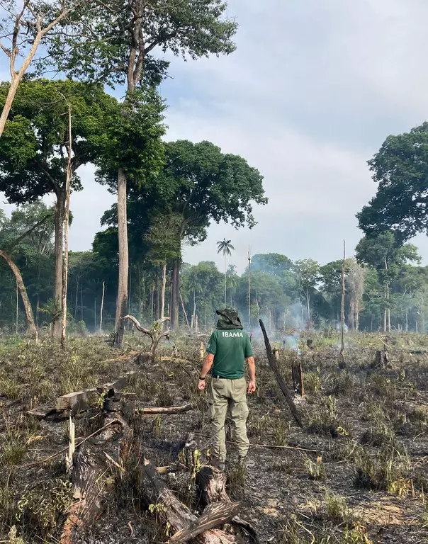 Desmatamento no Amazonas: fiscalização aplica mais de um milhão em multa