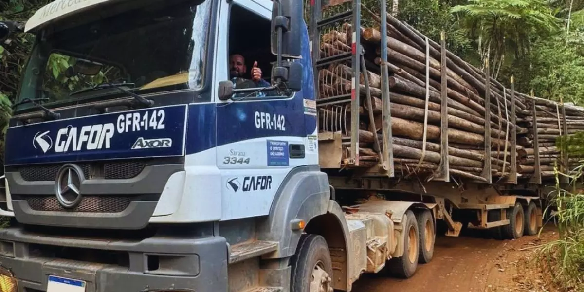 A foto mostra um Bitrem da Gafor Logística no Transporte de Madeira