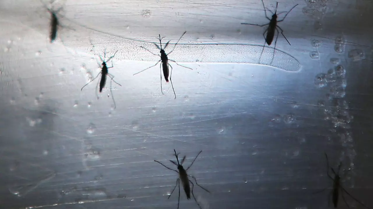 Brasil bate recorde de mortes por dengue em 2023