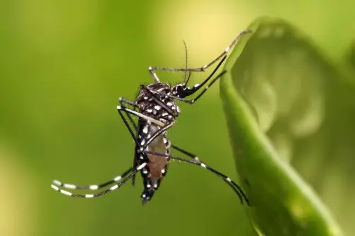 Pesquisa detecta vírus zika e chikungunya em ovos de mosquitos Aedes