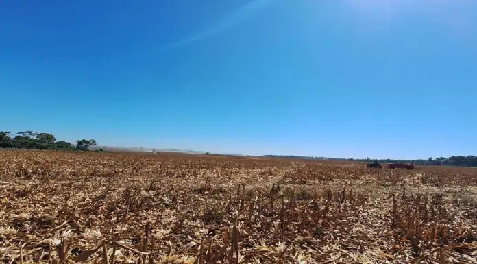 Mato Grosso Enfrenta Crise de Mão de Obra no Agronegócio