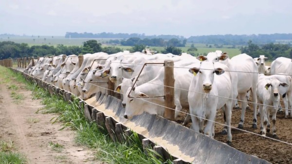 Pecuarista de Nova Canaã do Norte é destaque com rendimento de carcaça superior a 60%