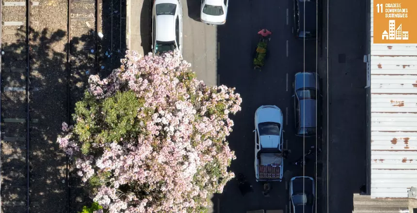 Prefeitura de Juiz de Fora usa drone para apreender mais de 200 quilos de alimentos irregulares