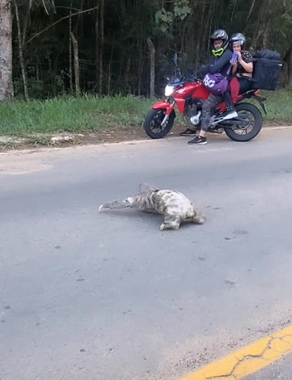 Vídeo mostra bicho-preguiça atravessando avenida em Juiz de Fora