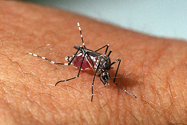 Minas tem segunda morte por dengue em 2024 confirmada