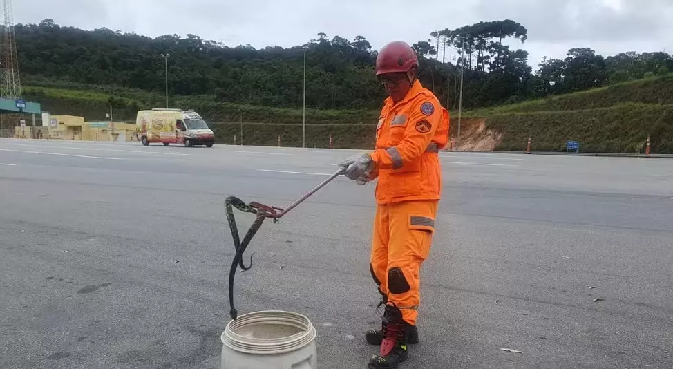 Jararaca de 1,5 metro é encontrada atrás de cabine de pedágio da BR-040