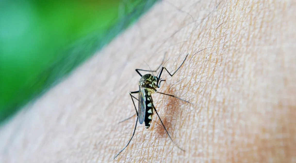 Brasil bate recorde histórico de casos de dengue com 1,8 milhão em menos de três meses