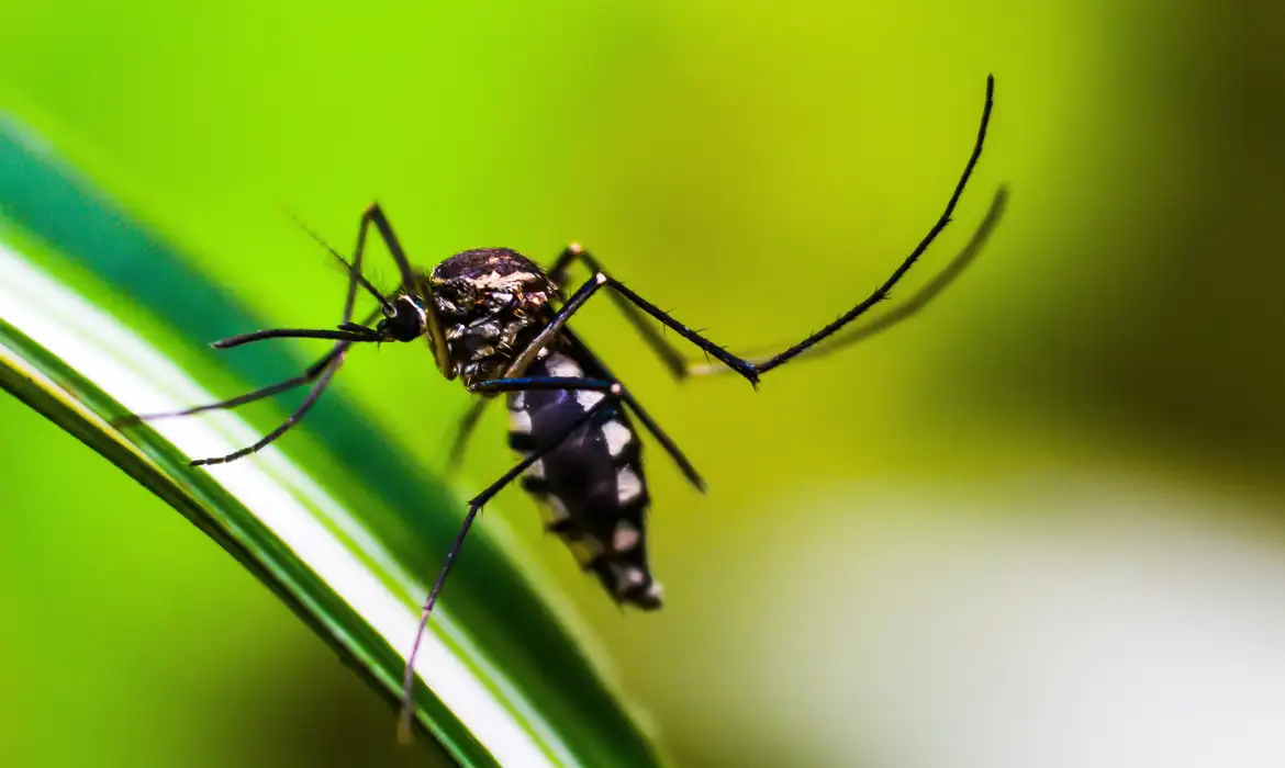 Brasil registra mais de 2 milhões de casos de dengue