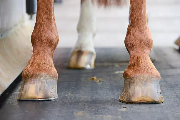 Cavalo é atropelado por carreta e três carros na BR-040