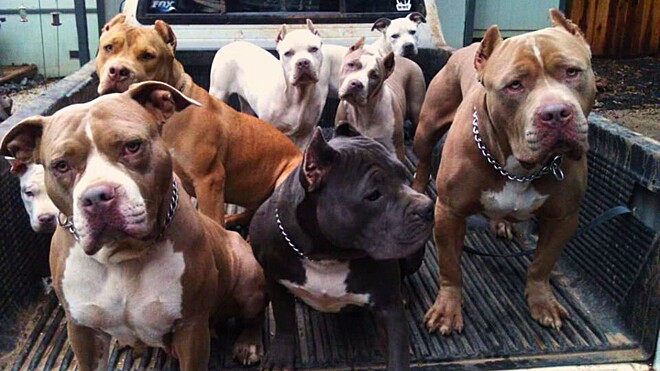 Procriação e entrada de cães da raça pit bull são proibidas em Minas Gerais